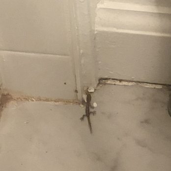 Hawaiian Monarch - if you like lizards and ants in your room this is the hotel for you - Homeowner Association Near Me - Honolulu, Hawaii Hawaiian Monarch - if you like lizards and ants in your room this is the hotel for you - Homeowner Association Near Me - Honolulu, Hawaii