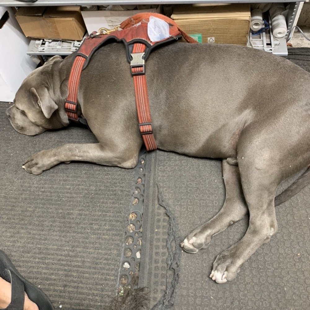Hops & Vines - Nap Time for Rasta Boi! - Tobacco Shops Near Me - Long Beach, California Hops & Vines - Nap Time for Rasta Boi! - Tobacco Shops Near Me - Long Beach, California