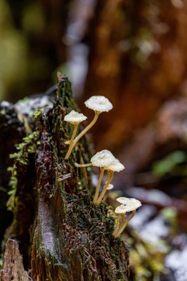Hoh Rain Forest by null