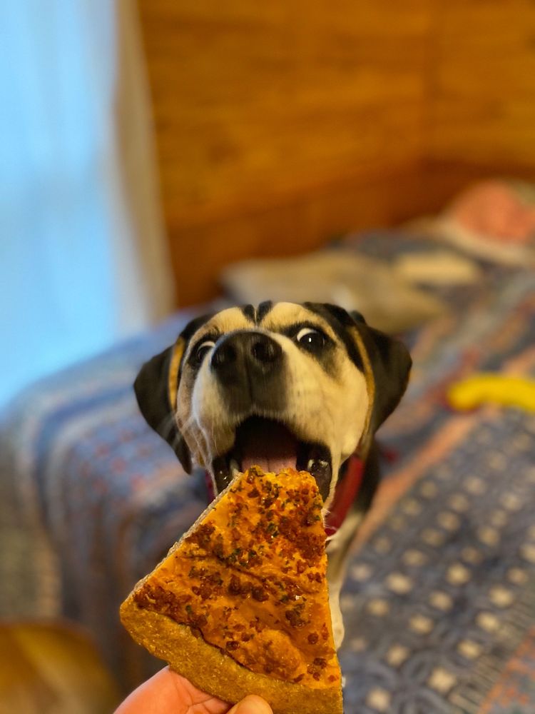 FOUR YOUR PAWS ONLY Updated October 2024 18 Photos & 40 Reviews