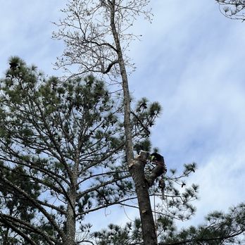 Zamora Tree Service - Tree cutting in action- Poplar - Tree Services Near Me - Lawrenceville, Georgia Zamora Tree Service - Tree cutting in action- Poplar - Tree Services Near Me - Lawrenceville, Georgia