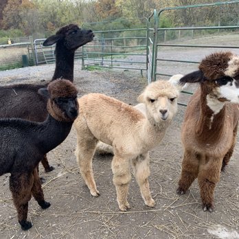 Stagecoach Trails Alpacas - Farms Near Me - Middletown, New York