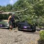 Photo of Steele Tree Service