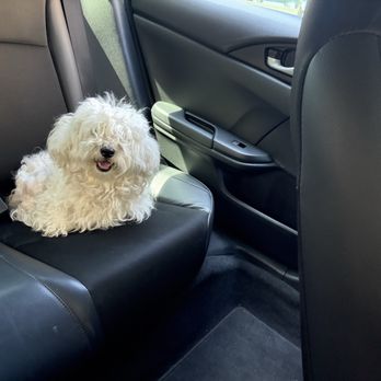 Posh Paws - Before Posh Paws - Pet Groomers Near Me - Downey, California Posh Paws - Before Posh Paws - Pet Groomers Near Me - Downey, California