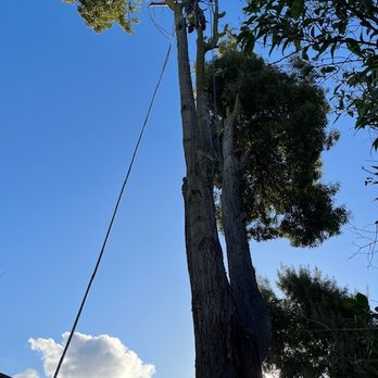 MVP Tree Service - Tree removal - Tree Services Near Me MVP Tree Service - Tree removal - Tree Services Near Me