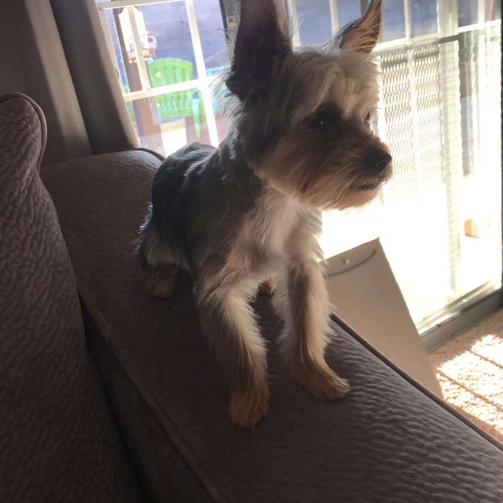 Calling All Paws - Rocket and his fresh cut! - Pet Groomers Near Me - Las Vegas, Nevada Calling All Paws - Rocket and his fresh cut! - Pet Groomers Near Me - Las Vegas, Nevada