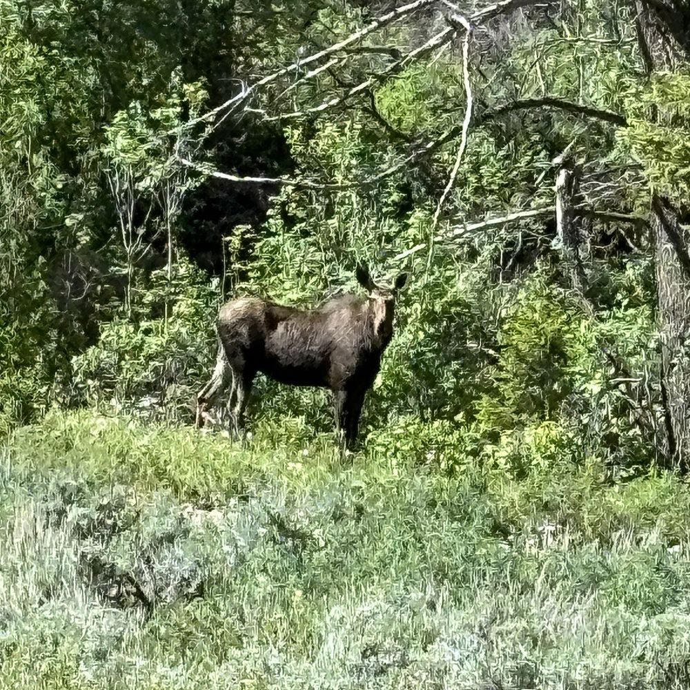 MOOSE!!!