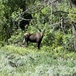 MOOSE!!!