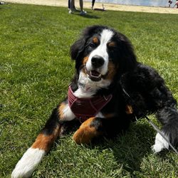 Meredith Place Veterinary Emergency - Milli
