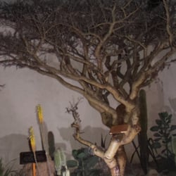 Jardín Etnobotánico de Huajuapan - Árbol de Ocote tradicional de la flora de Huajuapan de León