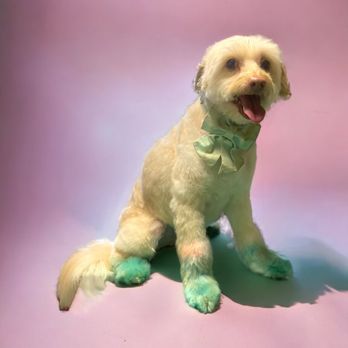 Jessy’s Paw Spa - Clarice loves her soft colors and at 11 years old , Jessy cuts her soft fur and she looks so sweet - Pet Groomers Near Me