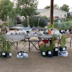 Selling my plants & herbs. Reasonable prices. Come check it out!