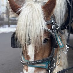 Horse