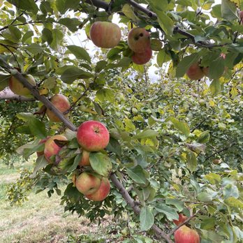 Apple Barn Orchard & Winery - Wineries Near Me - Elkhorn, Wisconsin Apple Barn Orchard & Winery - Wineries Near Me - Elkhorn, Wisconsin
