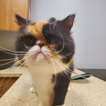 Hillcrest Veterinary Clinic - Nadia - Veterinarians Near Me - Morgantown, West Virginia Hillcrest Veterinary Clinic - Nadia - Veterinarians Near Me - Morgantown, West Virginia