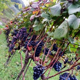 They grow beautiful Syrah and Cabernet Grapes.