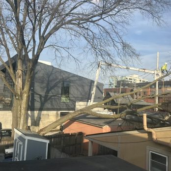 Green Tree - Bucket truck taking down the partially fallen tree before cutting down the still-standing parts. - Tree Services Near Me