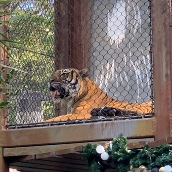 Palm Beach Zoo - A tiger, 103 at the zoo. - Zoos Near Me - West Palm Beach, Florida