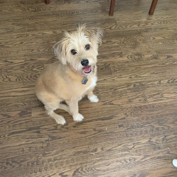 Citydog! Club - Daisy - Pet Sitting Near Me - Addison, Texas