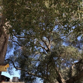 The Yellow Deli - Tree canopy - Delis Near Me - Valley Center, California