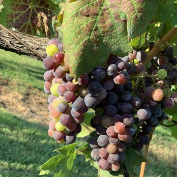 Lake Anna Winery - Grapes!!! - Wine Tours Near Me - Spotsylvania, Virginia Lake Anna Winery - Grapes!!! - Wine Tours Near Me - Spotsylvania, Virginia