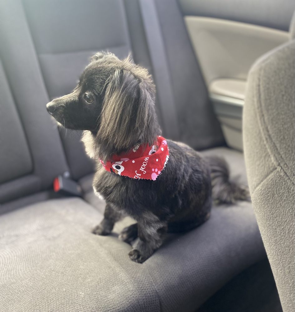 SPA 4 PAWS Updated October 2024 33 Photos & 51 Reviews 3201 W Benjamin Holt Dr, Stockton