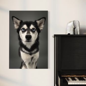 Ph2grphy - Kygo - Pet Photography Near Me - Agoura Hills, California Ph2grphy - Kygo - Pet Photography Near Me - Agoura Hills, California