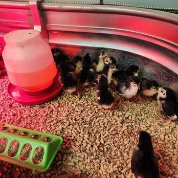 Snohomish Co-Op - These little babies stole my heart... well they all did. - Livestock Feed & Supply Near Me - Snohomish, Washington Snohomish Co-Op - These little babies stole my heart... well they all did. - Livestock Feed & Supply Near Me - Snohomish, Washington