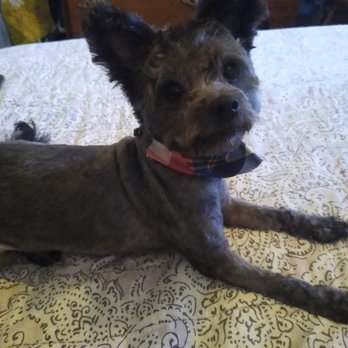 Paw Zone Mobile - After - Pet Groomers Near Me - San Rafael, California Paw Zone Mobile - After - Pet Groomers Near Me - San Rafael, California