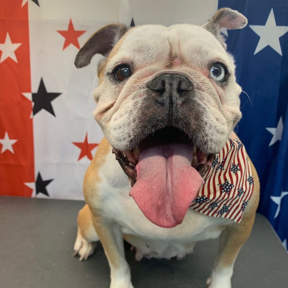 Boujee Bitches Grooming - 4th of July Cutie - Pet Groomers Near Me