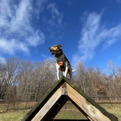 Butler Farm Dog Park