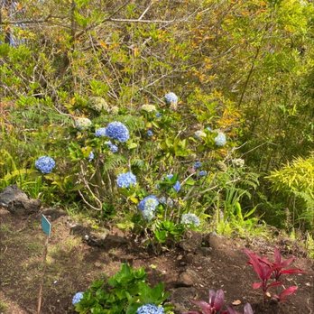 Kula Botanical Gardens - Parks Near Me - Kula, Hawaii