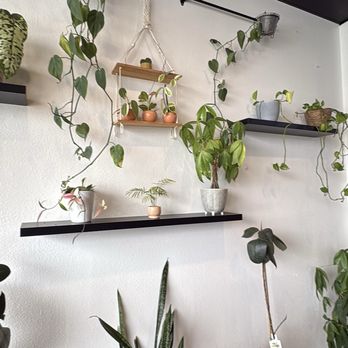 Tobi’s Tea - Plants - Bubble Tea Near Me - Lynnwood, Washington Tobi’s Tea - Plants - Bubble Tea Near Me - Lynnwood, Washington