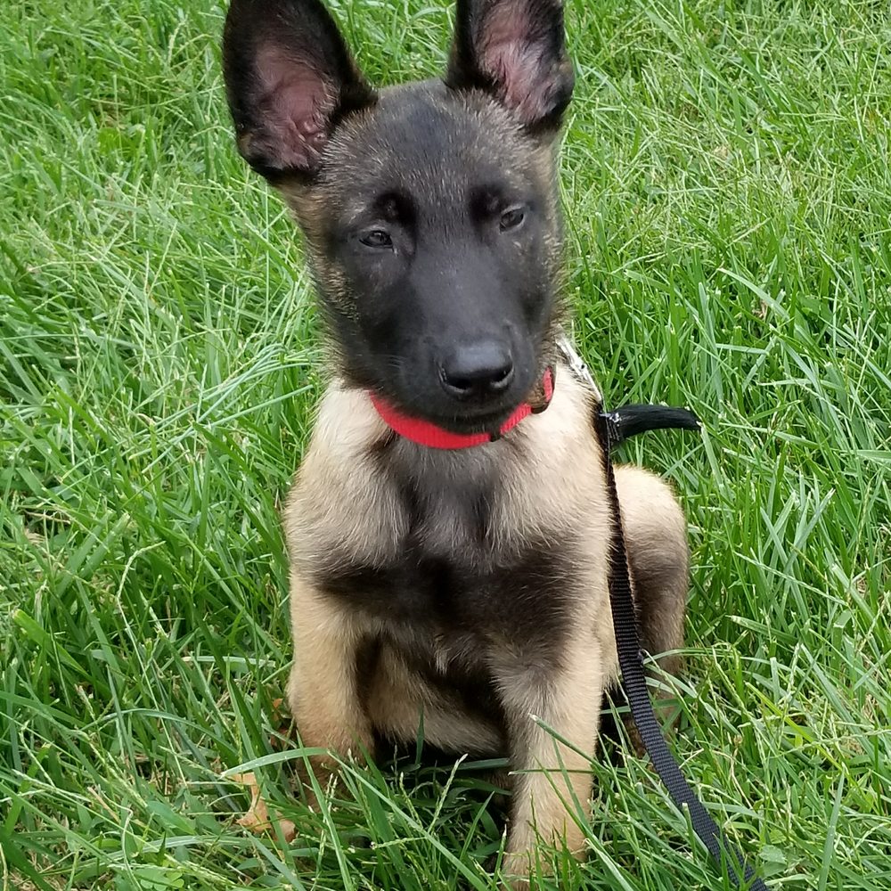 Who said working dogs can't be handsome/pretty? Who said working dogs can't be handsome/pretty?