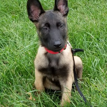 K9 Koncepts - Who said working dogs can't be handsome/pretty? - Pet Training Near Me - Sparrows Point, Maryland K9 Koncepts - Who said working dogs can't be handsome/pretty? - Pet Training Near Me - Sparrows Point, Maryland