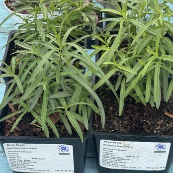 Deep Roots Garden Center - Narrow-leaf milkweek - Nurseries & Gardening Near Me - Torrance, California Deep Roots Garden Center - Narrow-leaf milkweek - Nurseries & Gardening Near Me - Torrance, California