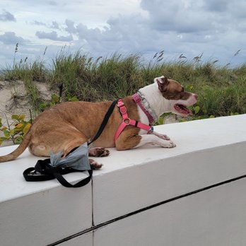 The Woof Training - Bagheera has the high ground - Pet Training Near Me The Woof Training - Bagheera has the high ground - Pet Training Near Me