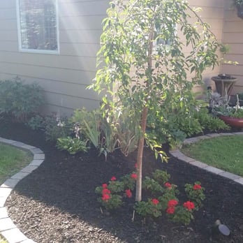 Premier Landscaping - a small tree in the front yard - Landscaping Near Me - Big Flats, New York