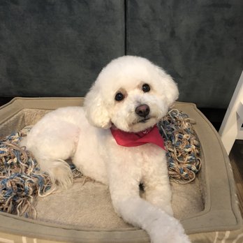 Bone Sweet Bone - Arts District - She's a pretty girl after coming back from Bone Sweet Bone! - Pet Sitting Near Me - Los Angeles, California Bone Sweet Bone - Arts District - She's a pretty girl after coming back from Bone Sweet Bone! - Pet Sitting Near Me - Los Angeles, California