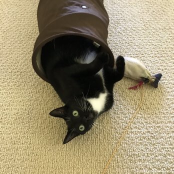 Twin Cities Veterinary Hospital - Happy cat Kona. - Veterinarians Near Me - Corte Madera, California