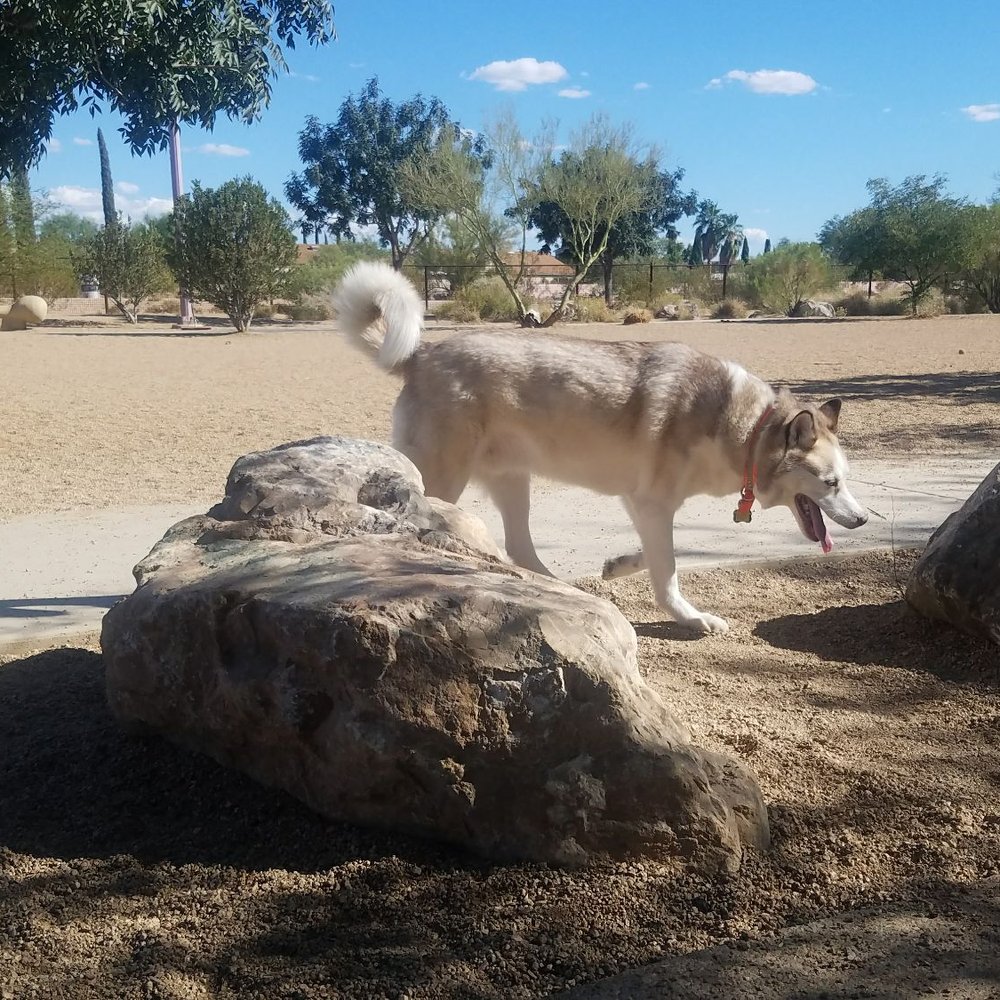 Purple Heart Park: Ivan's Spot - Dog - Dog Parks Near Me - Tucson, Arizona Purple Heart Park: Ivan's Spot - Dog - Dog Parks Near Me - Tucson, Arizona