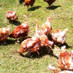 Mary's Chicken Farm