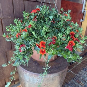 S & K Nursery - Hanging baskets in every color and color combination. - Nurseries & Gardening Near Me - Woodburn, Oregon S & K Nursery - Hanging baskets in every color and color combination. - Nurseries & Gardening Near Me - Woodburn, Oregon