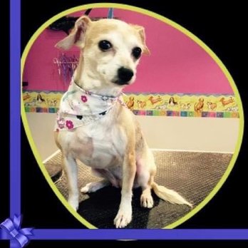 DogGone Spoiled - Pet Groomers Near Me - Riverside, Rhode Island DogGone Spoiled - Pet Groomers Near Me - Riverside, Rhode Island
