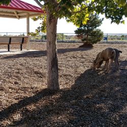 Tower Pond Park - The dog park two different parts for a small sized dogs and big dogs