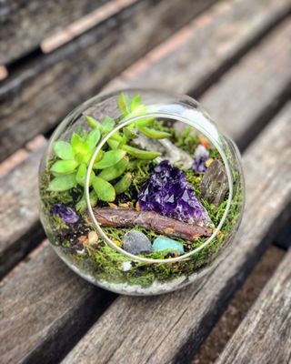 Ephemera - Plants, Terrariums and Comics by null