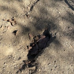 Nobel Dog Park - Large hole in the ground where dogs could fall into