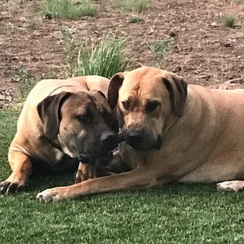 Olympic Dogs - These are great dogs! We had  Rhodesian ridgebacks in the past they were good but these are great!!' - Pet Breeders Near Me