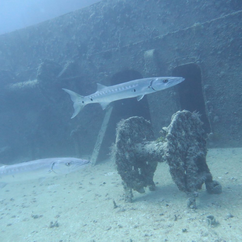 Rainbow Reef Dive Center - Scuba Diving Near Me - Key Largo, Florida Rainbow Reef Dive Center - Scuba Diving Near Me - Key Largo, Florida