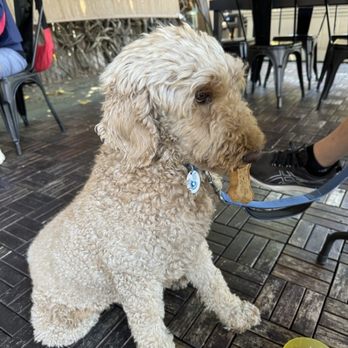 Vic's - Winnie the POOdle with dog biscuit on Vic's patio dining. - Breakfast & Brunch Near Me - Martinez, California Vic's - Winnie the POOdle with dog biscuit on Vic's patio dining. - Breakfast & Brunch Near Me - Martinez, California